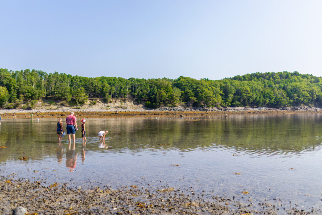 Family exploring tidal flats in shallow water at low tide with pine forest shoreline, coastal Maine