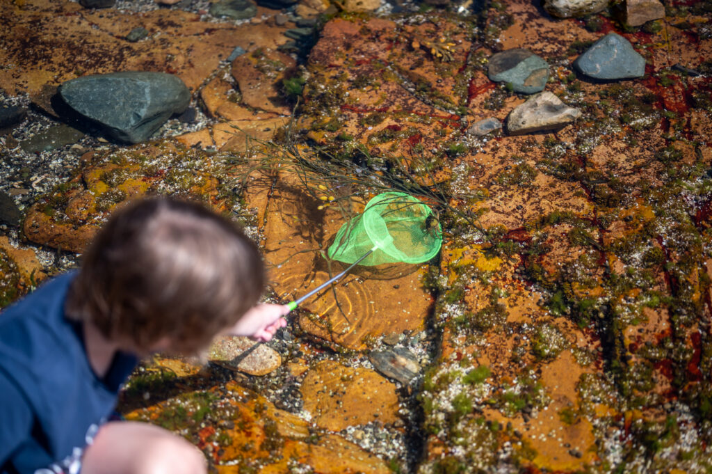 Child exploring a rocky tide pool near Bar Harbor with a net during low tide along the coast of Acadia National Park